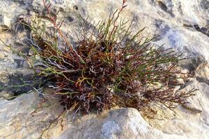 Wild succulent plants on the eroded rocks of the shore of Gozo island, Malta photo