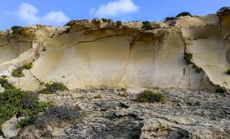 Wild succulent plants on the eroded rocks of the shore of Gozo island, Malta photo