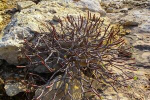 Euphorbia sp., poisonous succulent plant with succulent stem on erosional coastal cliffs of Gozo island, Malta photo