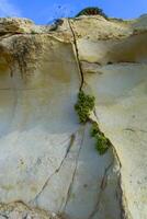 Wild succulent plants on the eroded rocks of the shore of Gozo island, Malta photo