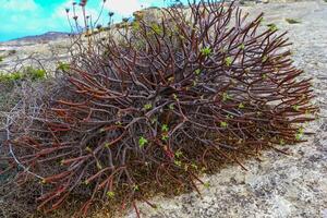 Euphorbia sp., poisonous succulent plant with succulent stem on erosional coastal cliffs of Gozo island, Malta photo