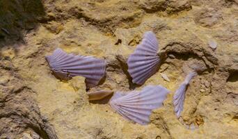 Fossil scallop shells from rocks on Gozo island, Malta photo