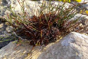 Wild succulent plants on the eroded rocks of the shore of Gozo island, Malta photo