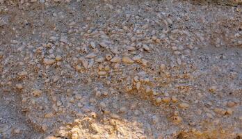 Weathering and destruction of shells of extinct mollusks in the Crimea photo