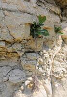 The plant grows in a crack in the rocks in the Crimea photo
