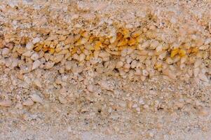 Weathering and destruction of shells of extinct mollusks in the Crimea photo