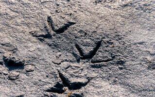Traces of bird paws in the mud on the shore of a drying salt lake in the eastern Crimea photo
