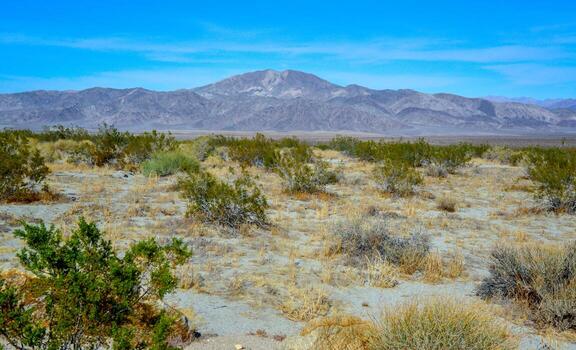 Mountains in the background, Stone desert and various desert plants in an arid area in Joshua Tree National Park photo