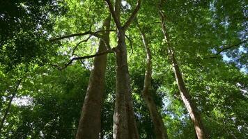 maravilloso paisaje de grande arboles en verde tropical selva debajo verano Mañana luz de sol. bajo ángulo ver imágenes. Moviente adelante y inclinación arriba. video