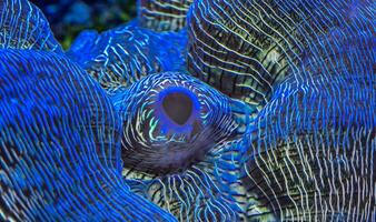 Siphonal opening of a mollusk, The biggest clam Tridacna photo