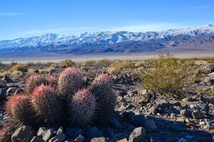 Cacti in the stone desert in the foothills, Echinocactus polycephalus -Cottontop Cactus, Many-headed Barrel Cactus photo