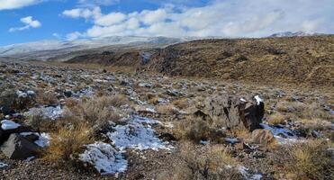 Snow in the mountains, Snow-covered mountain pass, desert plants under the snow in summer photo