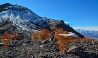 A cap of snow on desert plants on a snow-covered mountain pass. Death Valley National Park, CA photo