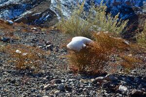 A cap of snow on desert plants on a snow-covered mountain pass. Death Valley National Park, CA photo