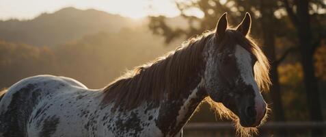 The horse in the background of the rising sun, expressing its power and beauty in a soft morning l. photo