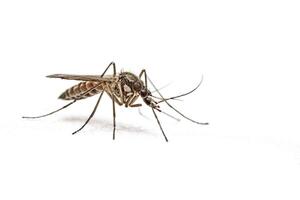 Close-up of a Mosquito on a White Background photo