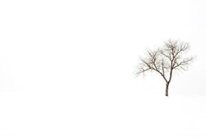 Lone Tree in a Snowy Field photo