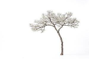 Blooming Magnolia Tree on White Background photo