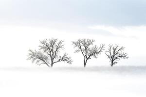 Three Trees in a Foggy Field photo