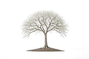 Bare Tree with White Background photo