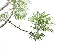 Green tree branch isolated on white background photo