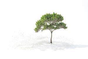Tree with White Background photo