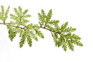 Green Branch Isolated on White Background photo