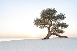 Solitary Tree on a Pristine Beach at Sunset photo