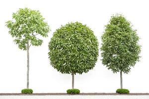 Three Green Trees Isolated on White Background photo