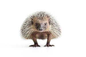 Close-up of a Hedgehog Standing on White Background photo