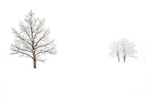 Two Trees in a Snowy Field photo