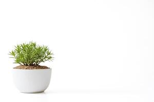 Small Green Plant in a White Pot on a White Background photo