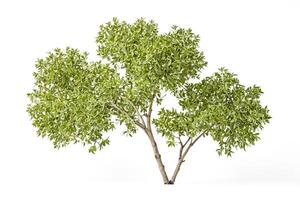 Green Bush Isolated on White Background photo