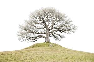 Lone Tree on a Hill photo