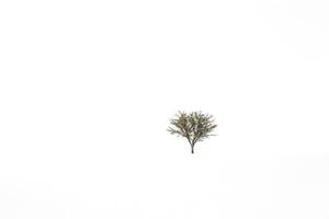 Lonely Tree in a Snowy Field photo