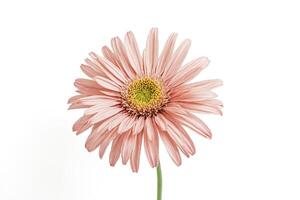 Close up of a pink gerbera daisy on a white background photo