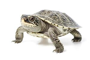 Close-up of a turtle walking forward photo