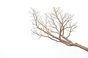 Branch of a bare tree against a white background photo