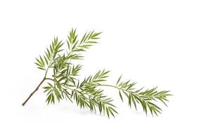 Green Willow Branch with Leaves on White Background photo