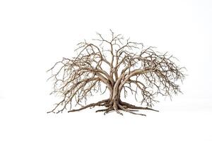 Dead Tree with Roots on White Background photo