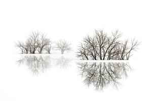 Bare Trees Reflecting in Water photo