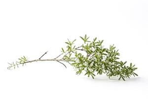 Close-up of a Green Branch with White Flowers on a White Background photo