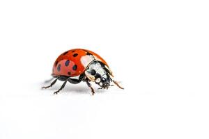 Close-Up of a Ladybug on a White Background photo