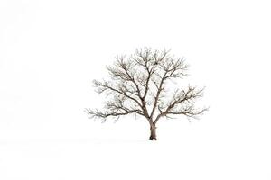 Bare Tree in a Snowy Field photo