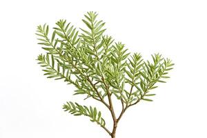 Green Branch with Leaves on White Background photo