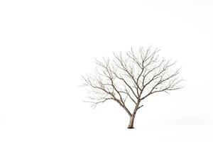 Bare Tree in a Snowy Field photo