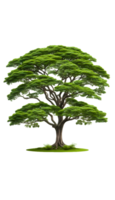 Tree isolated on transparent background png