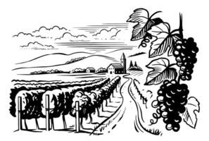 Rows of vineyard grape plants and winery house. vector