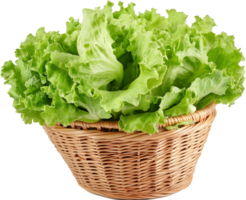 Iceberg lettuce isolated, Iceberg lettuce vegetable Clipart, iceberg lettuce in a basket illustration png