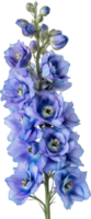 Delphinium Flower isolated, Delphinium Clipart, Delphinium Floral illustration png